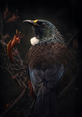 Tūī at dusk