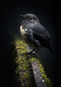TOUTOUWAI 'Cute and Curious'